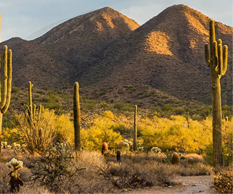 Morning light in the Sonoran desert in Scottsdale, Arizona